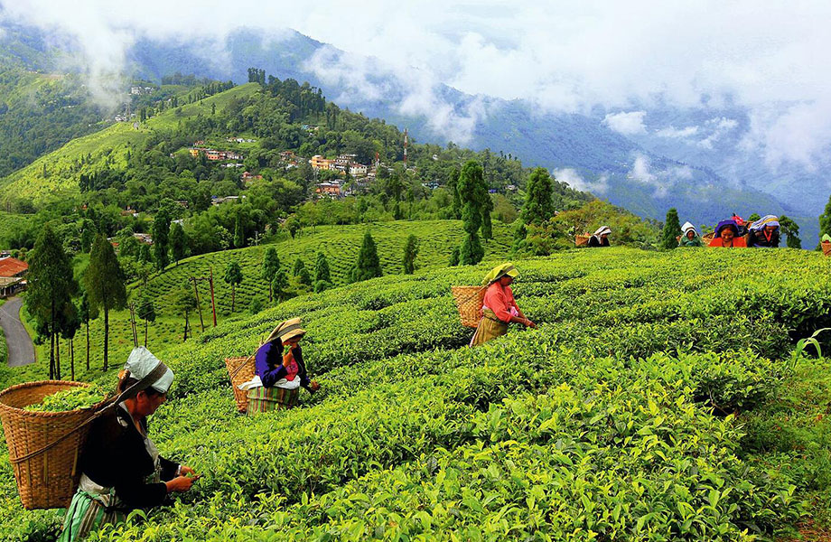 Darjeeling